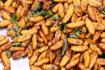 Fried silk worms delicious in street food