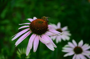 Echinacea flower against soft colorful bokeh background