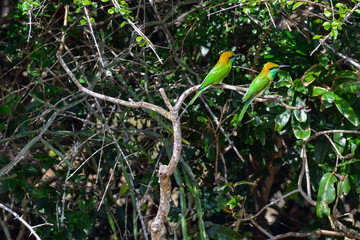 sri lanka wilpattu national park