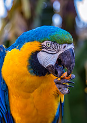america, animal, ara, ara ararauna, ararauna, background, beak, beautiful, bird, bird watching, birds, blue, blue-and-gold macaw, branch, brazil, bright, close-up, color, colorful, cute, exotic, eye, 
