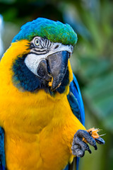 Bird Ara ararauna, blue and yellow macaw aka Arara Canindé, exotic brazilian bird