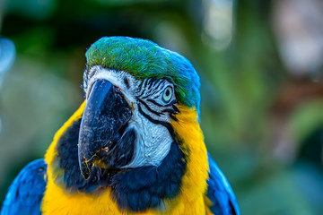 Bird Ara ararauna, blue and yellow macaw aka Arara Canindé, exotic brazilian bird