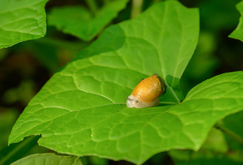 Succinea putris or Amber Snail on green leaf.