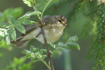 Common Chiffchaff is migratory bird 