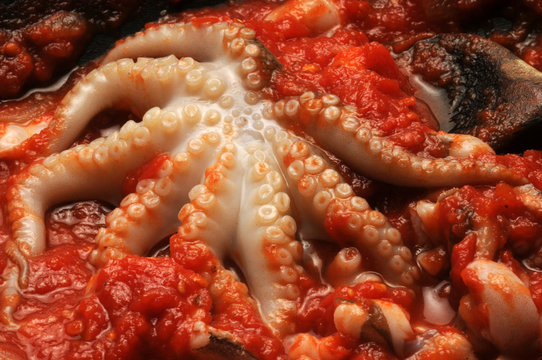 Octopus vulgaris ft7107_3893
