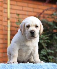 sweet labrador puppy on a blue background