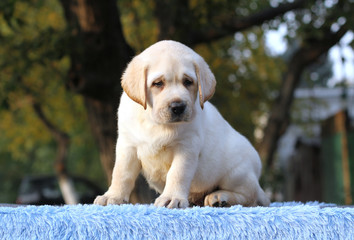 a labrador puppy on a blue background