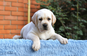 labrador puppy on a blue background