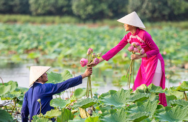 Water lilies on hand. Two Vietnamese is on a wooden boat and collecting pink lotus flowers. Female...