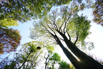 緑の木々