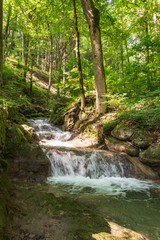 Fluss durch die Natur im Wald
