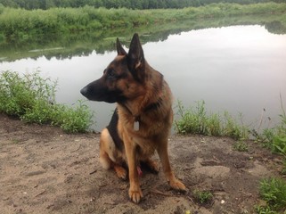 German Shepherd sitting by the river and thinking about something
