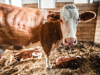 newborn calf with his mother in a stable