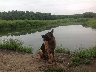 German Shepherd sitting by the river and thinking about something