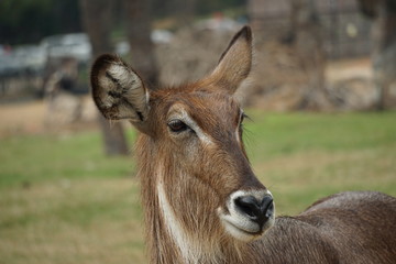 portrait of antelope