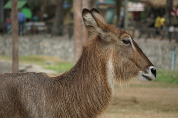 antelope in zoo