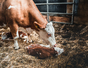 newborn calf with his mother in a stable
