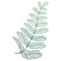 Leaf fern, isolated. Vector illustration. EPS 10