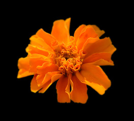 Beautiful orange Marigold isolated on a black background