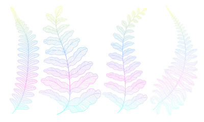 Set colored  fern leaves. Vector illustration. EPS 10