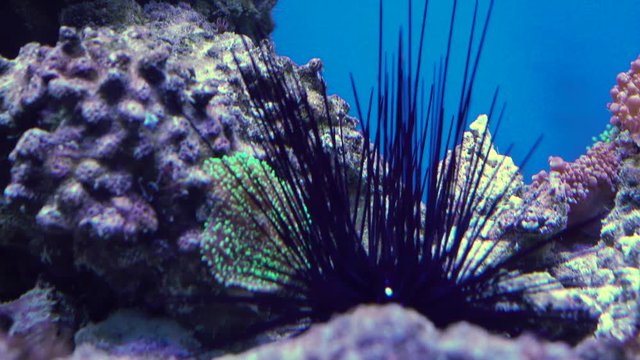 4K footage. Sea urchins walking in aquarium.