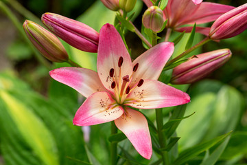 Pink Lily Flower. Lily flower close up. Shallow depth of field. 