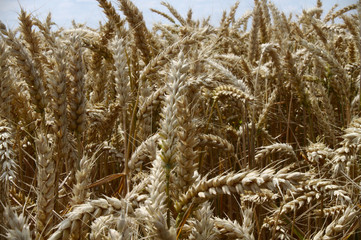 Weizenfeld im Sommer