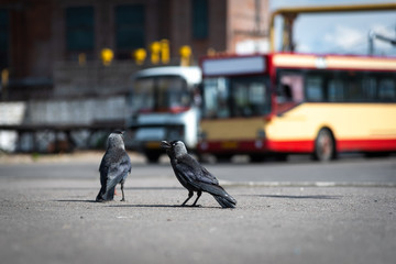 Urban birds pigeons and jackdaws at the bus station