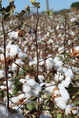 Cotton plantation