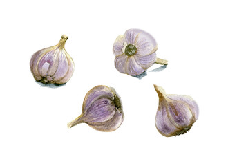 Set of garlic. Hand drawn watercolor illustration