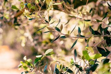 Olive branch abstract background