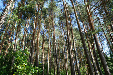 Fototapeta premium Pine forest in the morning. Tall trees.