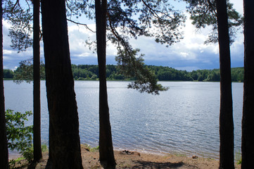 Forest lake shore with trees in the morning.