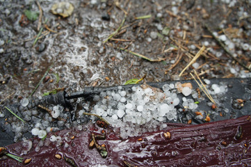 Great hail lies on the ground in the forest.