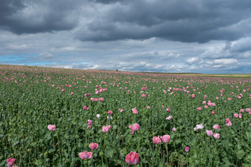 Mohnblüte, Gewitterstimmung