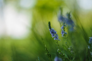 Blue wildflower on blurred background