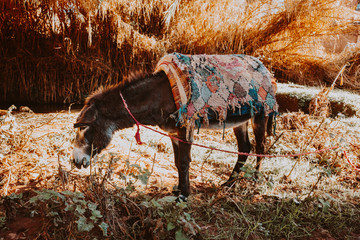 Esel mit Deck auf Rücken steht angeleint in der Landschaft von Marokko