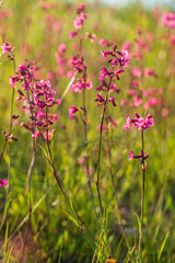 summer meadow with pink flowers