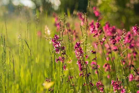 summer meadow with pink flowers