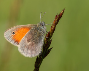 Schmetterling (Kleiner Heufalter) auf einem Grashalm