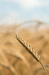 Wheat field. Harvest and food concept.