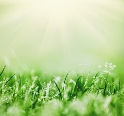 Obraz premium Fresh green grass just after rain. Sun shining