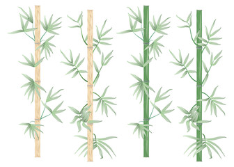 Set bamboo branch isolated. Vector illustration.