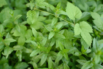Wild mint among some other green plants