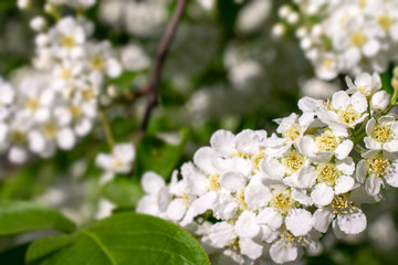 spring flowering of cherry trees close-up