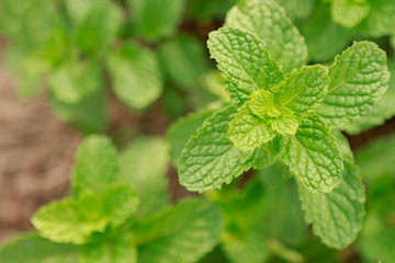 Top view of mint leaf in herbal garden 