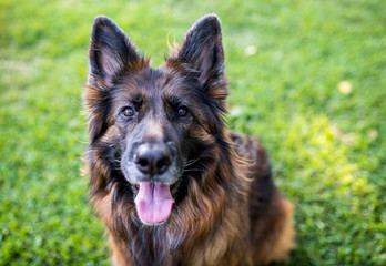 Long haired red and black German shepherd dog outdoors on green grass