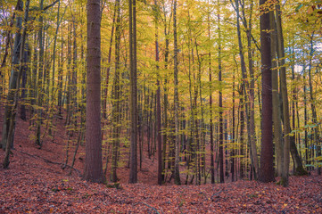 Autumn colors of the northern forest