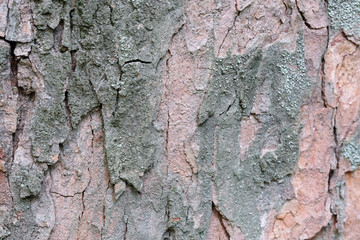 Background from the bark