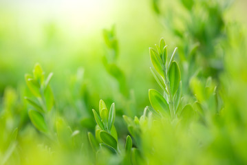 Closeup beautiful view of nature green leaf on greenery blurred background with sunlight and copy space. It is use for natural ecology summer background and fresh wallpaper concept.